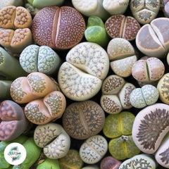 Lithops seeds mix (Living stones) / 40 seeds