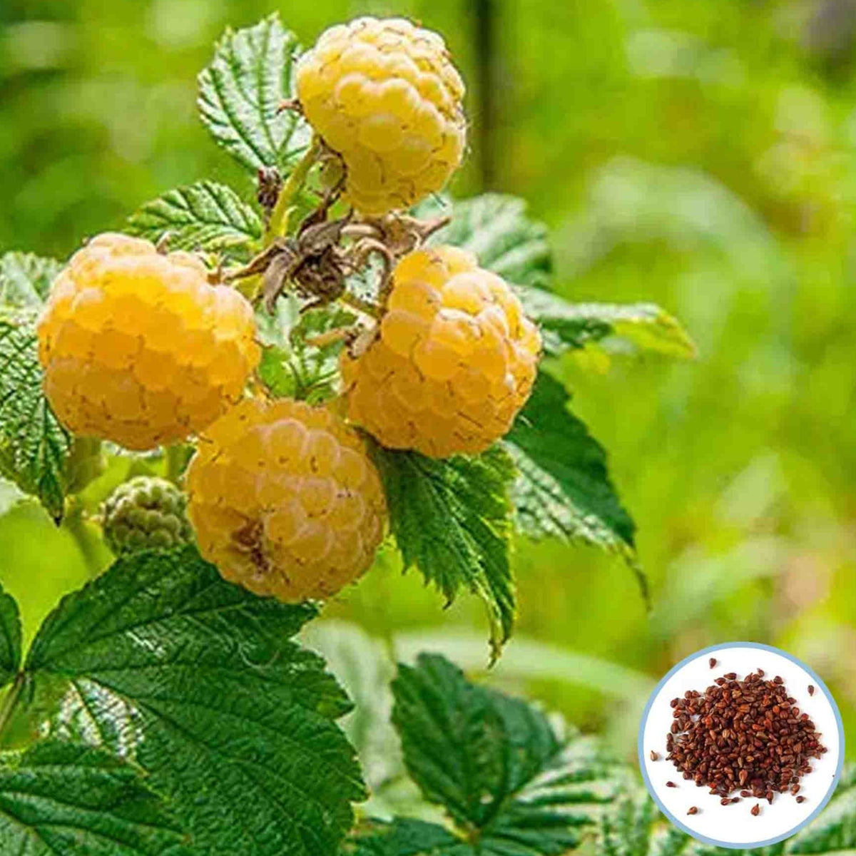 100 Yellow Raspberry Seeds Berry Garden Vine Fruit Seeds