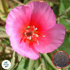 200 Pink Clarkia Farewell to Spring Godetia Amoena Annual Flower Seeds