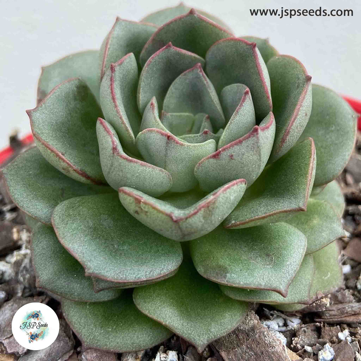 Echeveria moranii / 40 seeds