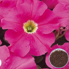 1000 Dreams Pink Petunia Seeds Grandiflora, Multiflora, Milliflora Perennial Flowers Annual Seeds (Flower)