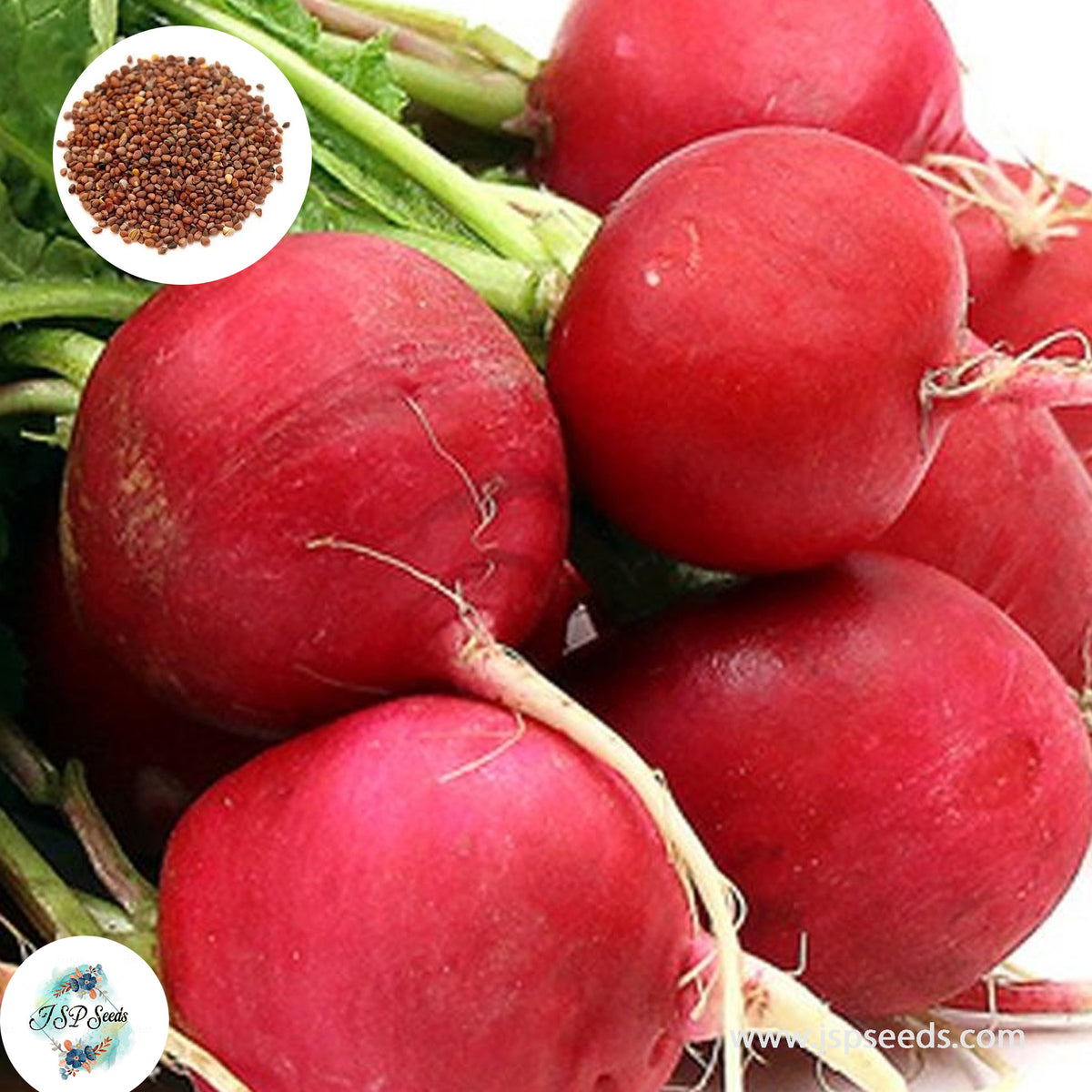 200 German Giant Radish Organic Heirloom Seeds (Vegetable)