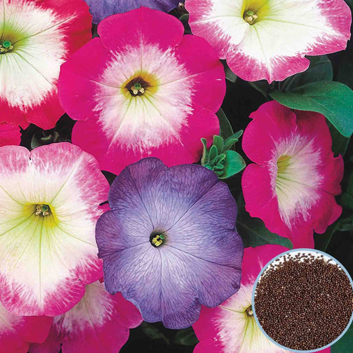 1000 Mix Merlin Petunia Seeds Grandiflora, Multiflora, Milliflora Perennial Flowers Annual Seeds (Flower)