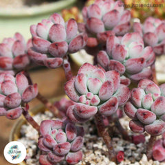 Sedum commixtum / 40 seeds