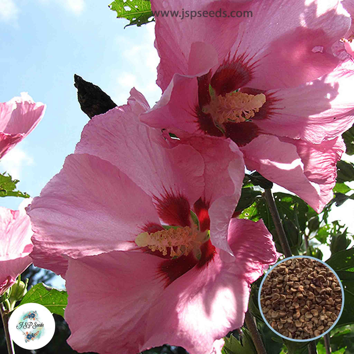 35 Giant Pink Hibiscus Beautiful Hardy Perennials Seeds (Asia Flower Garden Plants)