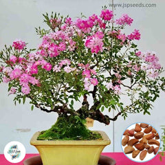 50 Heirloom Thai Pink Mini Miniature Rose Rosa bush Fragrant flower Bonsai Garden Seeds