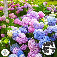 20 Hydrangea Bonsai Potted Balcony Planting Simple Budding Radiation Absorption Love Seeds