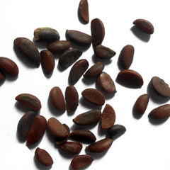 100 Diospyros mollis Griff Reliable seeds, Ebony tree wood Black