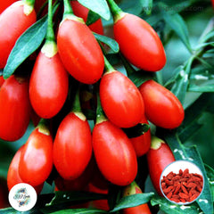 50 goji berry wolfberry Seeds (Asia Fruit)