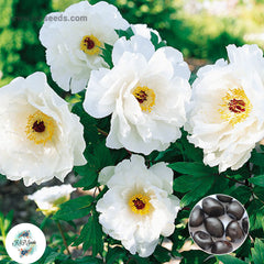 20 Krinkled White Peony Paeoniaceae Paeonia suffruticosa Tree Flower Plant Seeds (Lucky Flower) (Flower Garden Potted Plants)