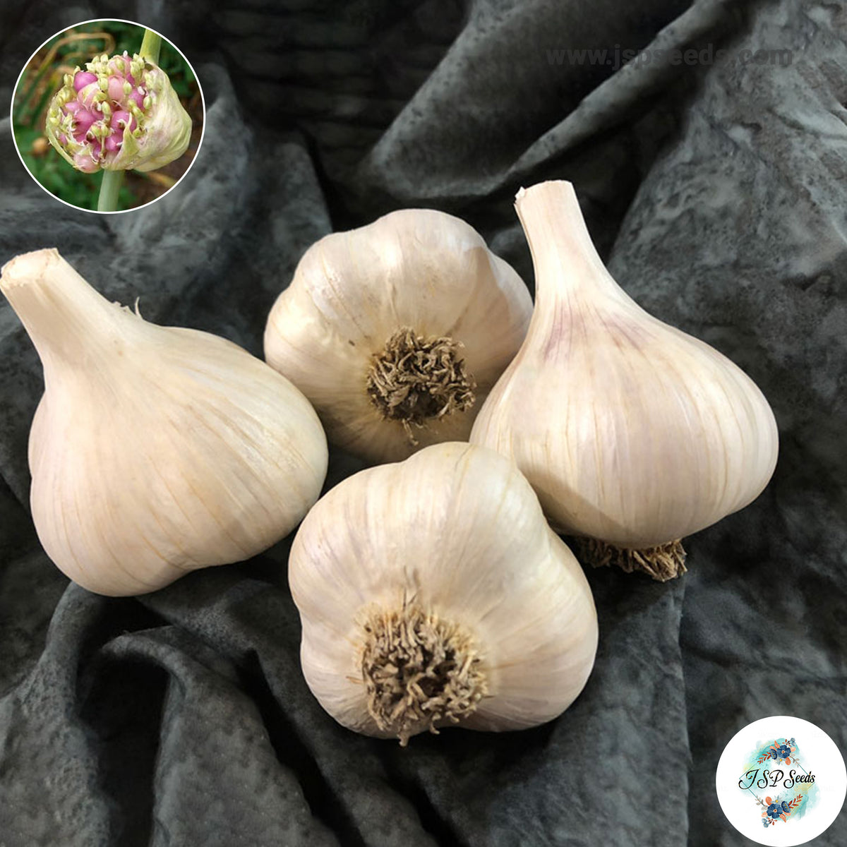 20 gram Leningrad Hardneck Garlic Bulbils (Organic Vegetable) Non-GMO Heirloom Seeds