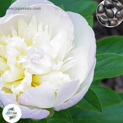 20 Lillian Wild Peony Paeoniaceae Paeonia suffruticosa Tree Flower Plant Seeds (Lucky Flower) (Flower Garden Potted Plants)