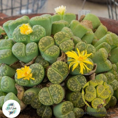 Lithops bromfieldii insularis v Sulphurea C362 [RARE] / 40 seeds