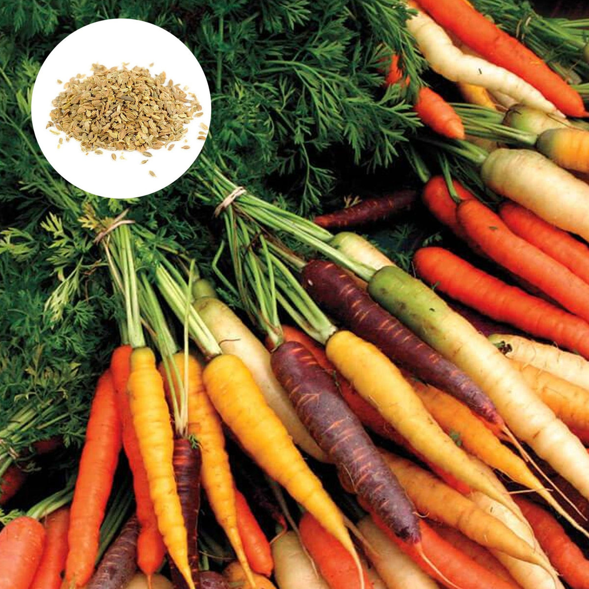 100Mixed Rainbow Blend Carrot Organic Heirloom Seeds (Vegetable) Non Gmo