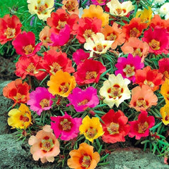 100 Moss Rose Seeds Shanghai pear, harvesting portulaca (Flower Garden Plants)