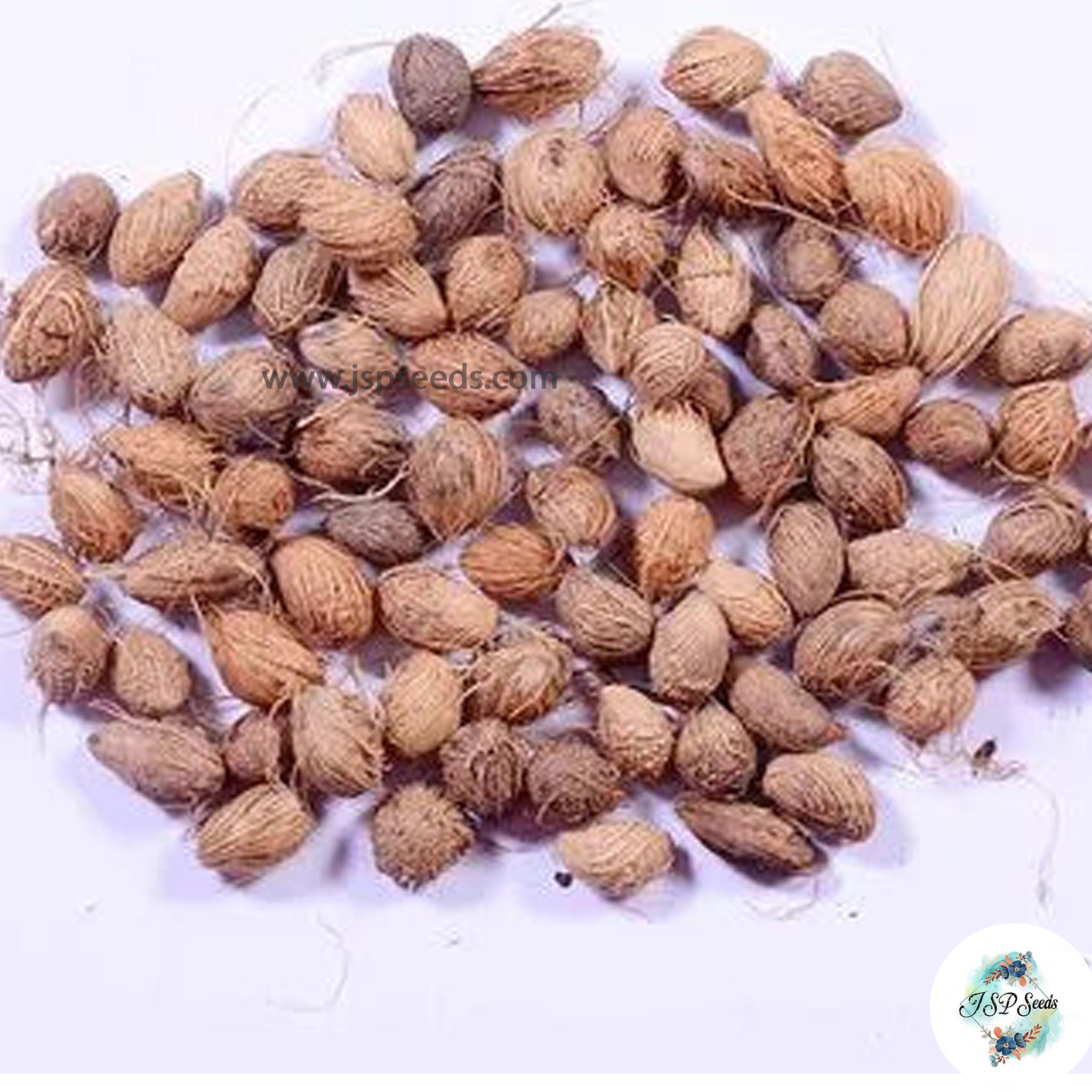 Areca Palm Seeds 100g – Indoor/Outdoor Garden Plant Seeds, Free Shipping From India