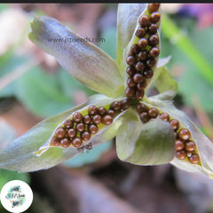 100 Imported Bonsai Pansy Flower PlantsTricolor Potted Planting Diy Home Garden Decor To Seeds