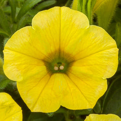 1000 Yellow Dekko Petunia Seeds Grandiflora, Multiflora, Milliflora Perennial Flowers Annual Seeds (Flower)