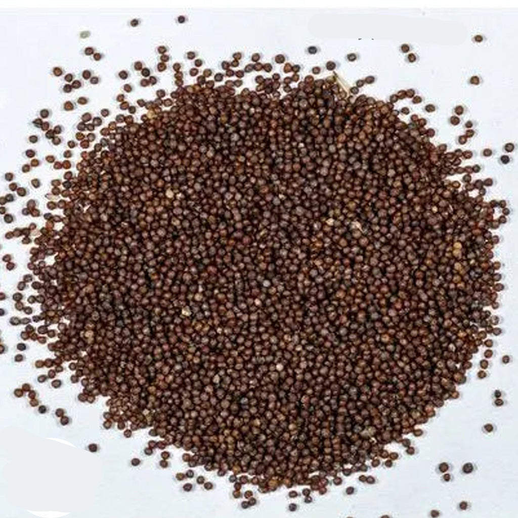 1000 Lambada Petunia Seeds Grandiflora | Multiflora | Milliflora ...