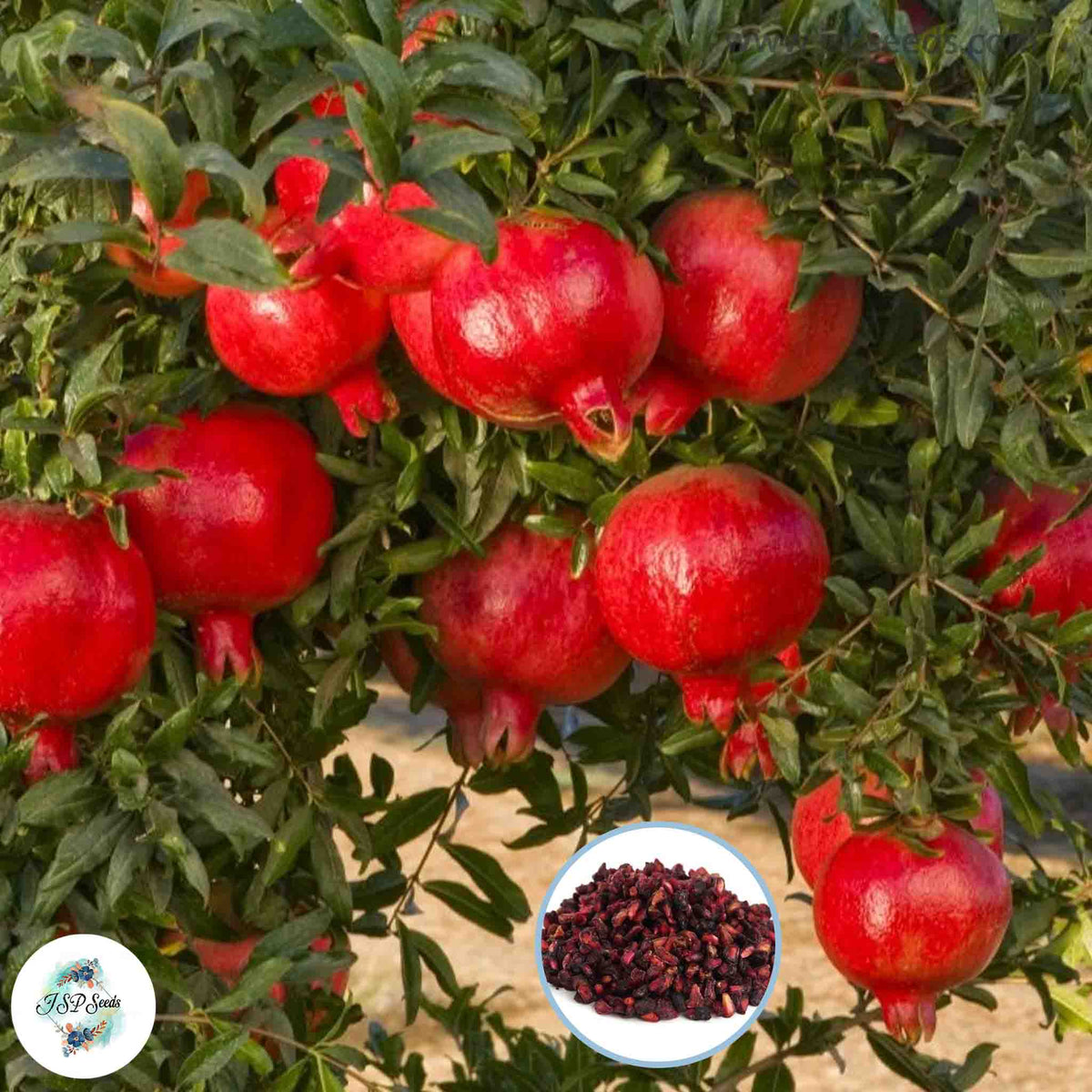 50 Pomegranate Fruit Tree Plant Delicious Big And Sweet Home Garden Sprouting 95% Seeds