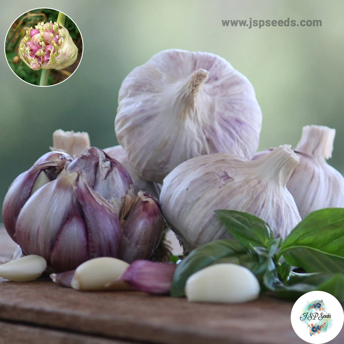 20 gram German Extra Hardy Hardneck Garlic Bulbils (Organic Vegetable) Non-GMO Heirloom Seeds