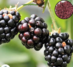 100 Sweet Blackberry Juicy Fruit Tree Giant Perennial Bonsai Plants Home Seeds