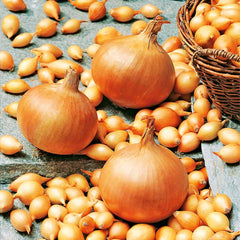 200 Sturon Onion Seeds NON-GMO Heirloom Fresh Garden Seeds (Vegetable Potted Plants)