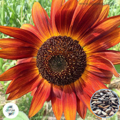 50 Velvet Queen Sunflower Seeds