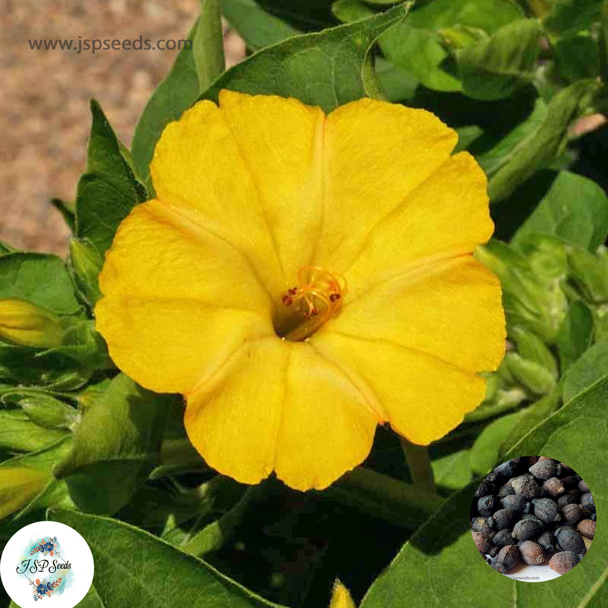 30 Yellow Four O'clock Flowers Seeds 4 O'clock Seeds Perennial Seeds (Asia Flower) Mirabilis jalapa