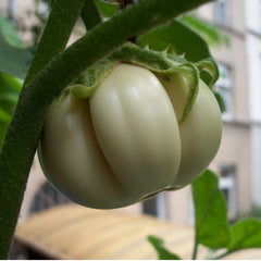 250 Thai White Pumpkin Eggplant Eggs Plant Seeds (Asia Vegetable)