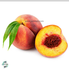 20 Sweet Peach Seeds (Asia Fruit)