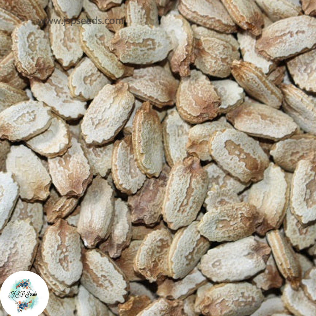 30 White Pearl Bitter Melon Chinese Bitter Gourd Indian Seeds – JSPSeeds