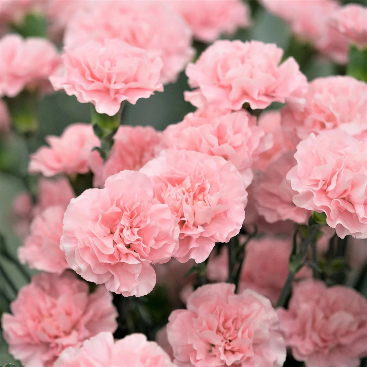 100 La France Pink Carnation Seeds Dianthus Flowers Seed Flower Perennial