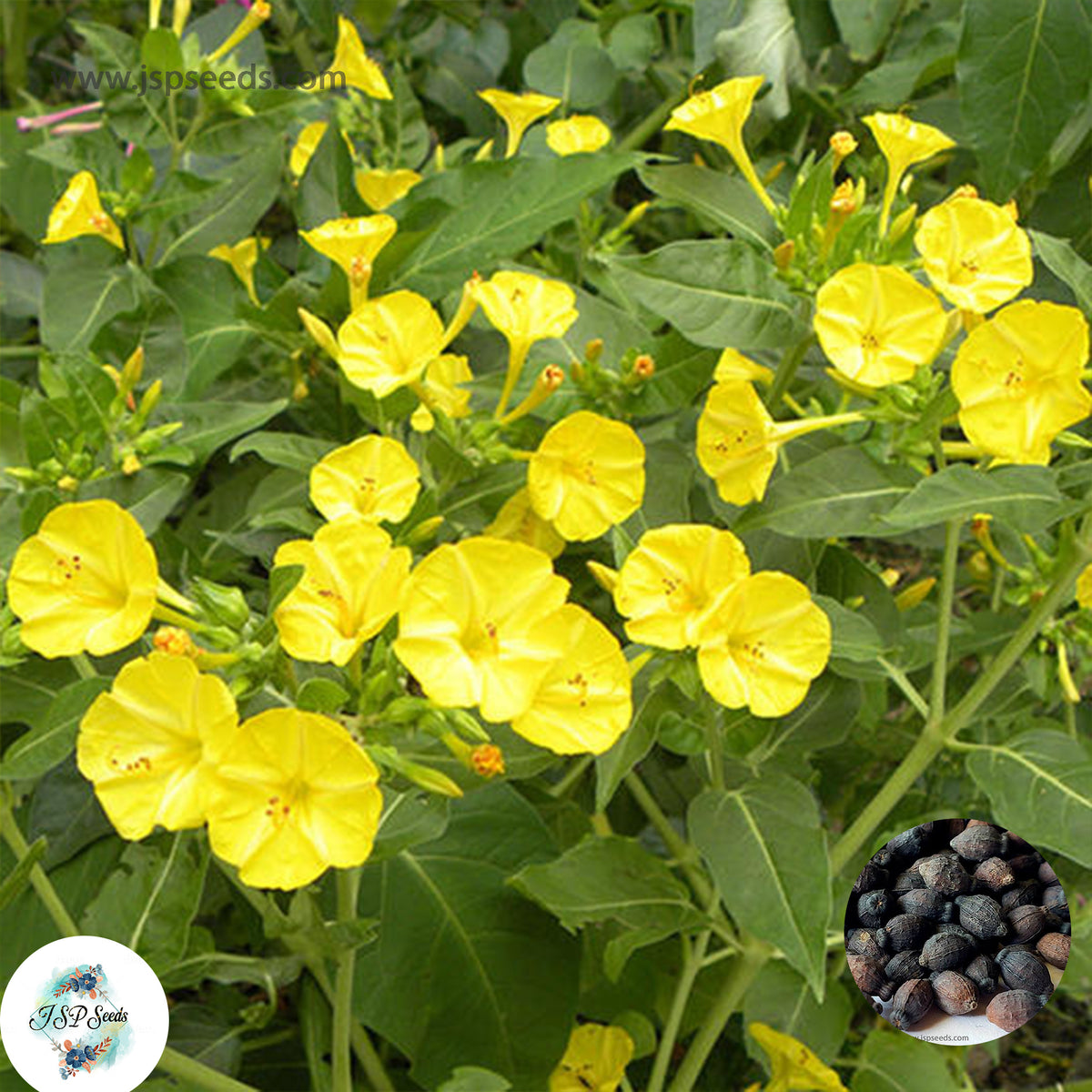 30 Yellow Four o'clock Flower Seeds (Flower Plants)