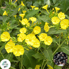 30 Yellow Four o'clock Flower Seeds (Flower Plants)