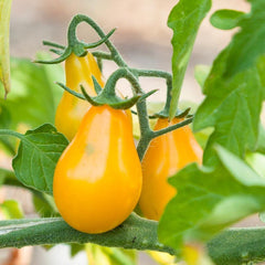 100 F1 hybrid best Cherry Yellow Pear Tomato Seeds (Asia Vegetable)