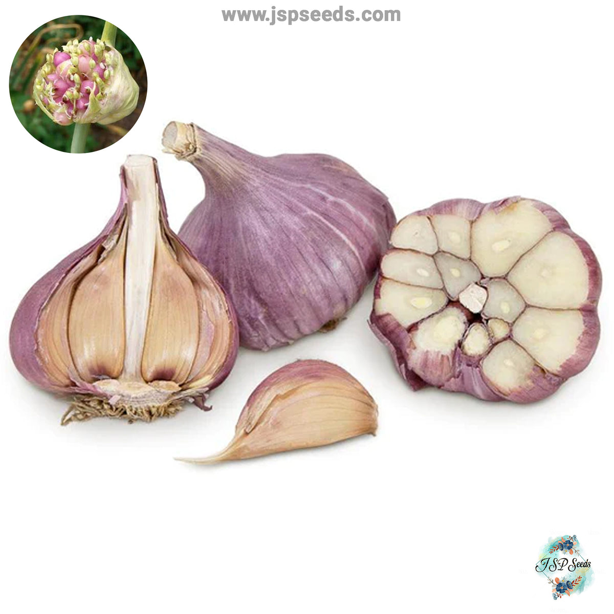 20 gram Bogatyr Hardneck Garlic Bulbils (Organic Vegetable) Non-GMO Heirloom Seeds