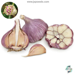 20 gram Yugoslavian Hardneck Garlic Bulbils (Organic Vegetable) Non-GMO Heirloom Seeds