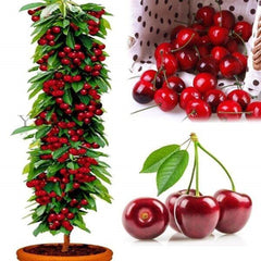 30 Cherry Sweet Organic Garden Bulk Plants Potted Seeds