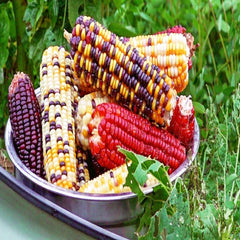 50 Sweet Rainbow Corn Also Is Bulb Colorful Grain Vegetables Heirloom Seeds (Vegetable Potted Plants)