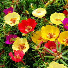 100 Shanghai pear flower, mixed color flower Portulaca Double Seeds Moss Rose, harvesting portulaca(Flower Plants)