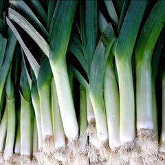 300 Early Garlic American Flag Leek Heirloom Seeds (Vegetable) Non Gmo