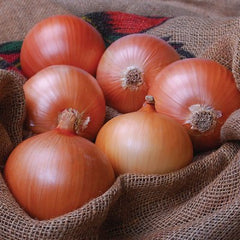 200 Patterson Onion Seeds NON-GMO Heirloom Fresh Garden Seeds (Vegetable Potted Plants)