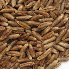 12 Nawader Date Palm Seeds Phoenix dactylifera (Arecaceae) Fruit Seeds (UAE Lab 112)