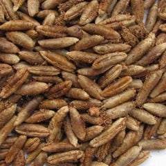 12 Zahidi Date Palm Seeds Phoenix dactylifera (Arecaceae) Fruit Seeds (UAE Lab 127)