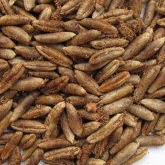 12 Yellow Barhee Barhi  Date Palm Seeds Phoenix dactylifera (Arecaceae) Fruit Seeds (UAE Lab 104)