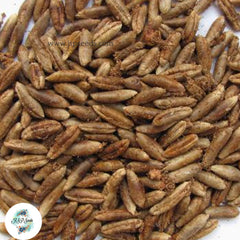 12 Hassawi Date Palm Seeds Phoenix dactylifera (Arecaceae) Fruit Seeds (UAE Lab 124)