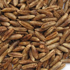 12 Iraqi Sukari Date Palm Seeds Phoenix dactylifera (Arecaceae) Fruit Seeds (UAE Lab 137)