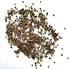 2500 Thai Parsley Culantro Seeds Culantro Seeds, Recao, A. K. A; Coriander, Thai Parsley, Ngo Gai Seeds (Asia Vegetable)