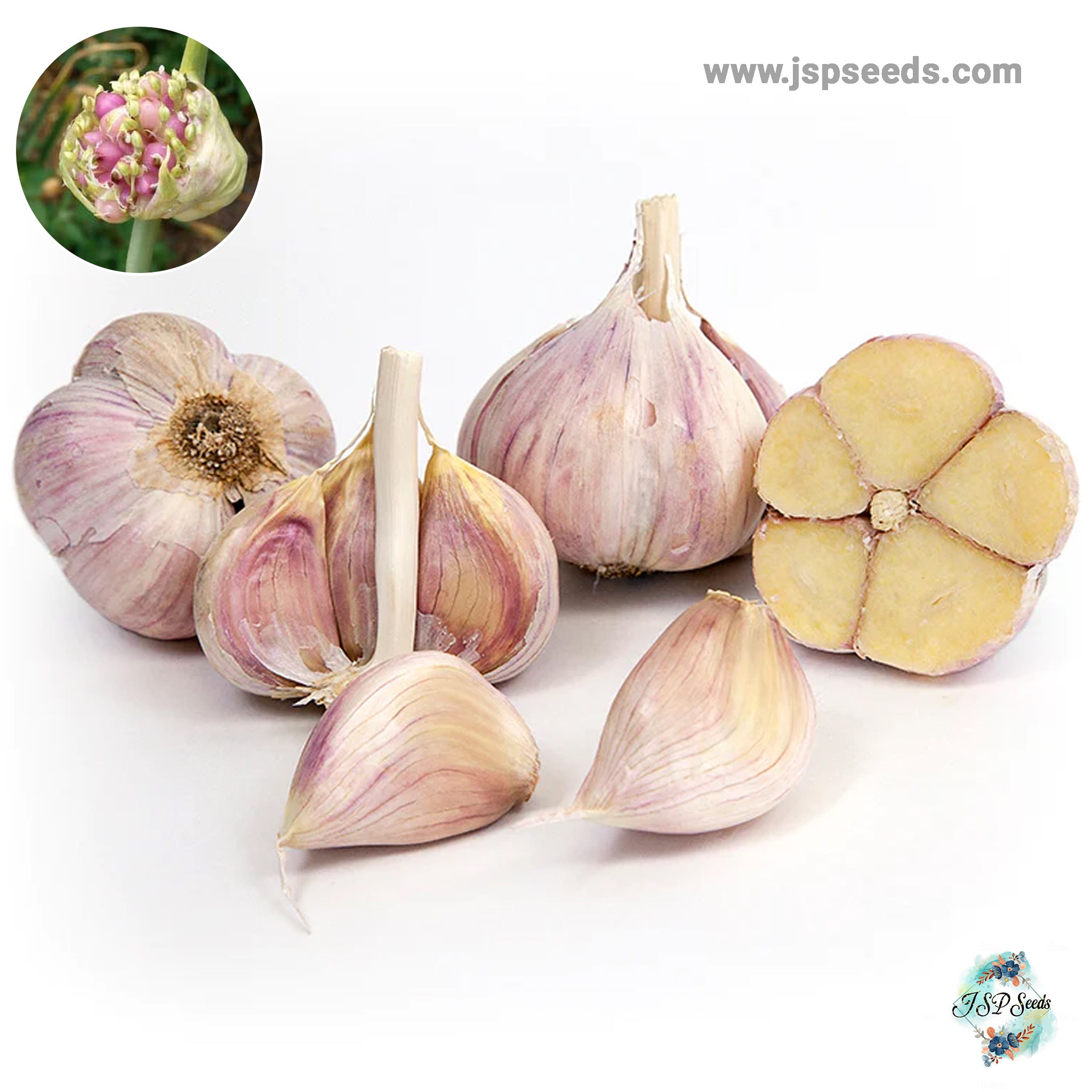 Metechi 20 gram Metechi Hardneck Garlic Bulbils | Organic Vegetable | Non-GMO ...